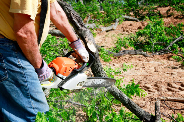 Trusted Huntingdon, PA Tree Services Experts